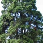 Bhutan Cypress