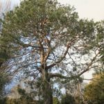 Lone Pine Tree WBG