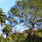 Warrnambool Botanic Gardens Lone Pine